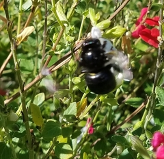 Xylocopa tabaniformis orpifex