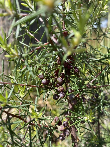 Persoonia juniperina observed 2026-10-27