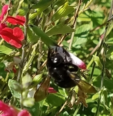 Xylocopa tabaniformis orpifex