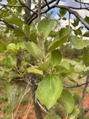 Dombeya observed 2026-10-26