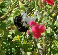 Xylocopa tabaniformis orpifex