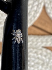 Phidippus putnami