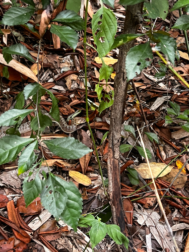 Oligodon cyclurus, 2026-10-27