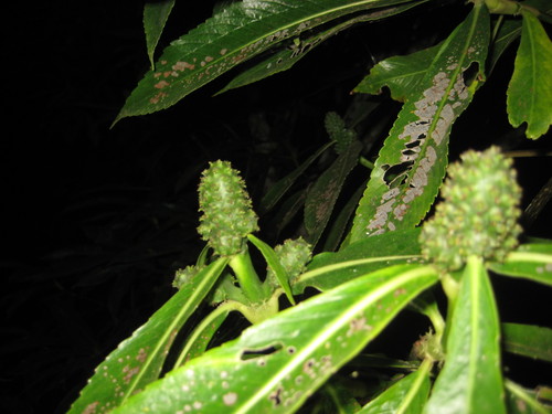 Hedyosmum mexicanum (Hedyosmum mexicanum)