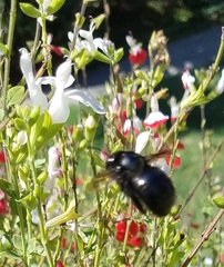Xylocopa tabaniformis orpifex