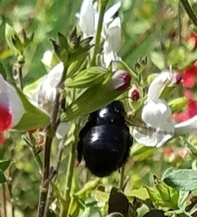 Xylocopa tabaniformis orpifex