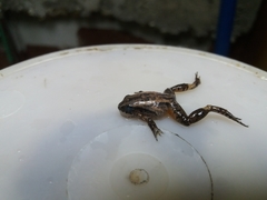 Craugastor underwoodi