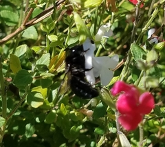 Xylocopa tabaniformis orpifex