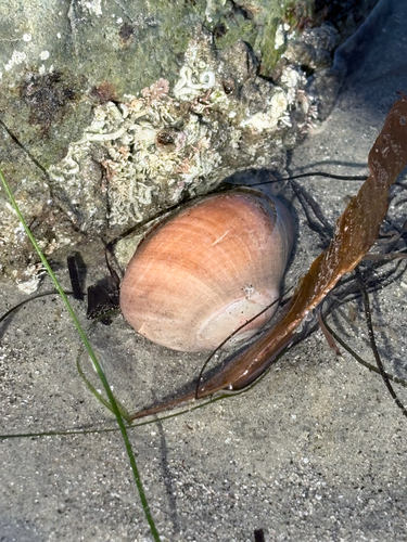 Norrisia norrisii, 2026-10-26