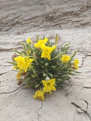 Oenothera lavandulifolia