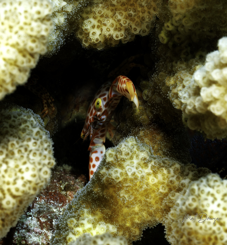 Trapezia rufopunctata observed 2026-10-19