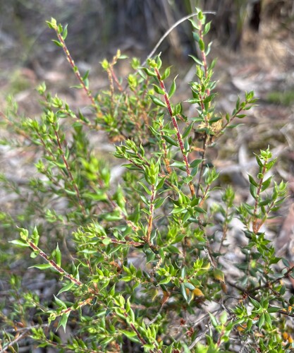 Leucopogon observed 2026-10-27
