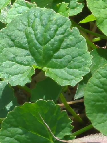 Centella asiatica observed 2026-10-27
