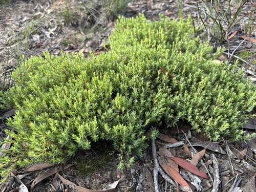 Styphelia humifusa observed 2026-10-27