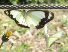 Cepora perimale scyllara