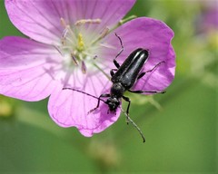 Stictoleptura canadensis