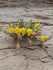 Oenothera lavandulifolia