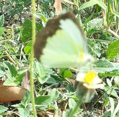 Cepora perimale scyllara