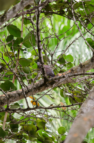 Patagioenas cayennensis, 2026-10-25