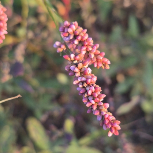 Persicaria longiseta observed 2026-10-26