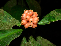 Rudgea bremekampiana