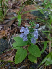 Scutellaria ovata