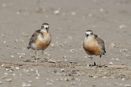 Charadrius obscurus observed 2026-10-23