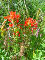 Castilleja affinis affinis