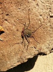 Phrynus operculatus