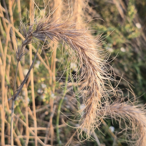 Elymus canadensis observed 2026-10-26