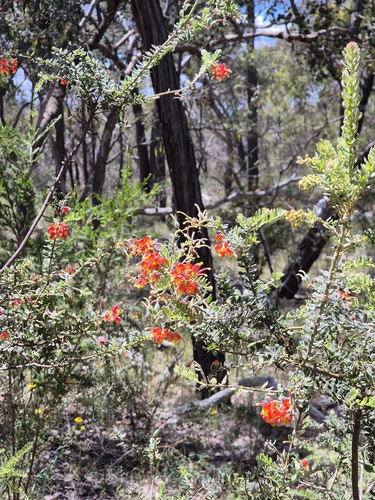 Grevillea observed 2026-10-27