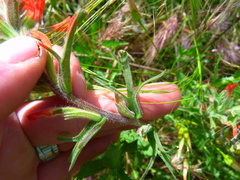 Castilleja affinis affinis