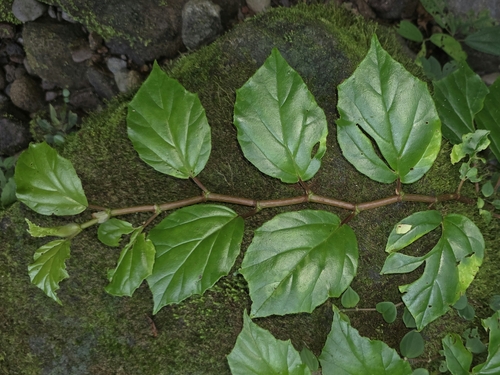 Begonia observed 2026-10-25