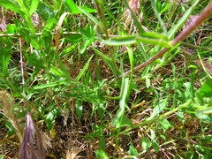 Castilleja affinis affinis