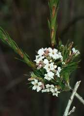 Leucopogon glacialis