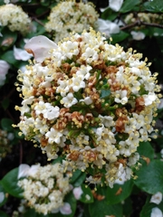 Viburnum lantana
