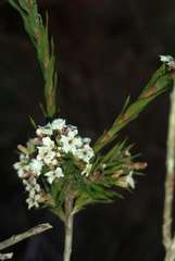Leucopogon glacialis