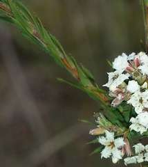Leucopogon glacialis