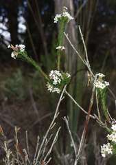 Leucopogon glacialis