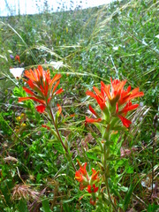 Castilleja affinis affinis