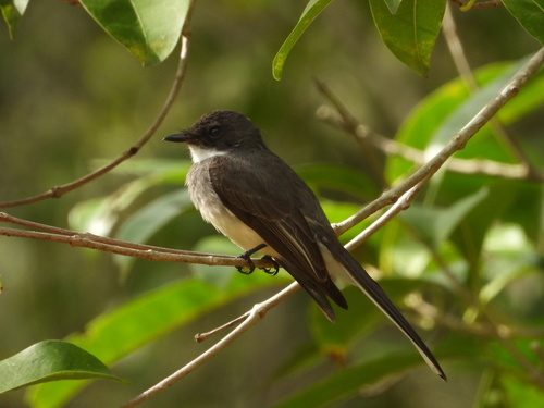 Rhipidura rufiventris observed 2026-10-27