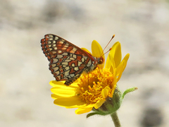 Euphydryas chalcedona corralensis