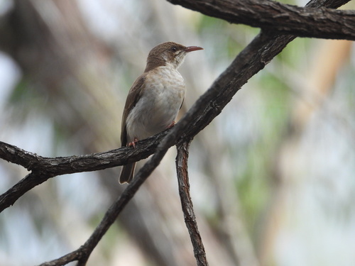 Ramsayornis modestus observed 2026-10-27