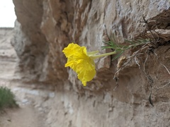 Oenothera lavandulifolia
