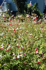 Salvia microphylla microphylla