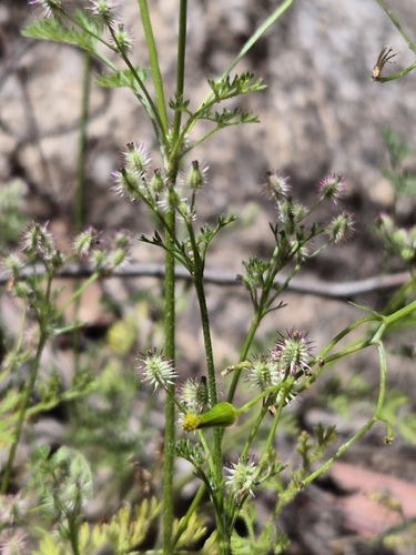Daucus, 2026-10-27