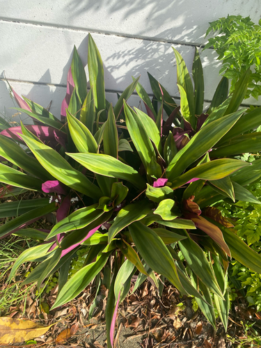 Tradescantia spathacea observed 2026-10-26