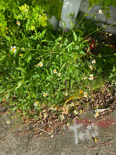 Bidens pilosa observed 2026-10-26