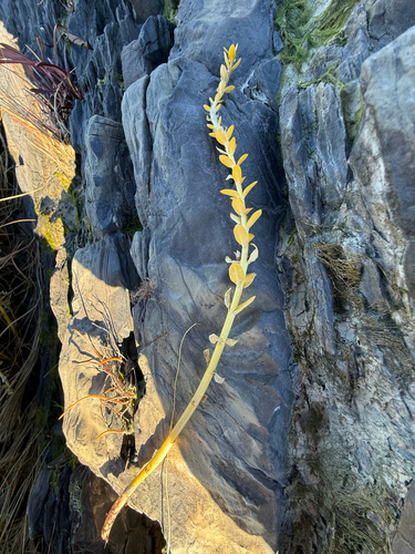 Lysimachia maritima, 2026-10-23