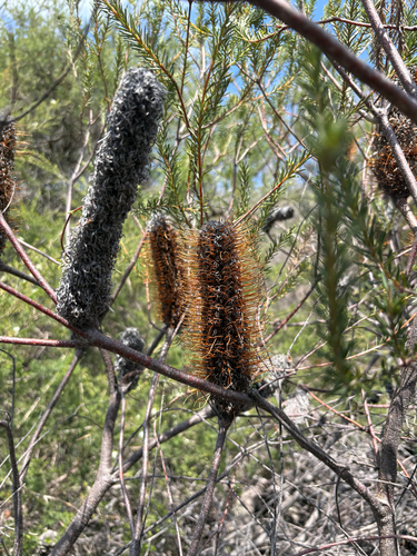 Banksia ericifolia observed 2026-10-27